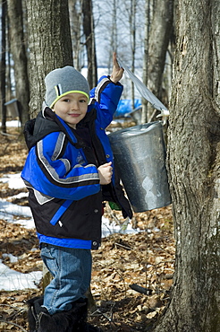 Boy Checking Sap Running from Maple Tree, Northern, Ontario