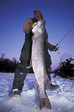 Man Ice Fishing holding a Pike, Northern Ontario