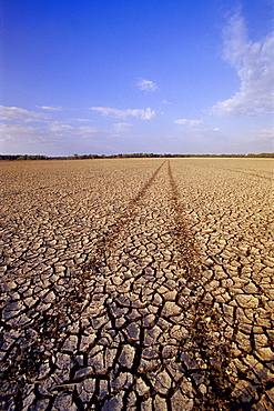 Farmland affected by Drought, Red River Valley, Manitoba