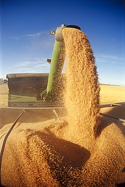 Grain Wagon Loading a Farm Truck, Tiger Hills, Manitoba