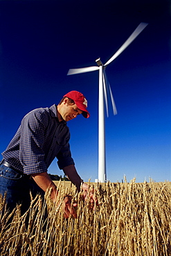 Farmer in Wheat Field near Wind Turbine, St. Leon, Manitoba