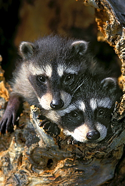 Raccoon young (Procyon lotor) in tree hollow. Spring. Rocky Mountains.