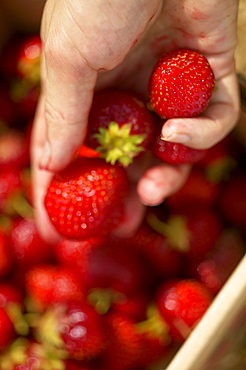 Strawberry Picking, Monteregie, Quebec