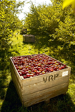 Rougemont Apple Orchard, Monteregie, Quebec