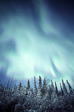 Northern Lights over Snow covered Trees, along Dempster Highway, Yukon.