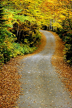 Country Road, Mount Carleton Provincial park, New Brunswick.