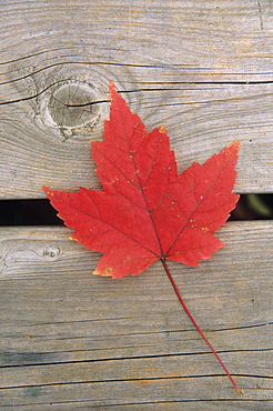 Maple leaf, Mount Carleton Provincial Park New Brunswick.