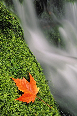 Mount head creek and maple leaf, Mount Carleton Provincial Park New Brunswick.