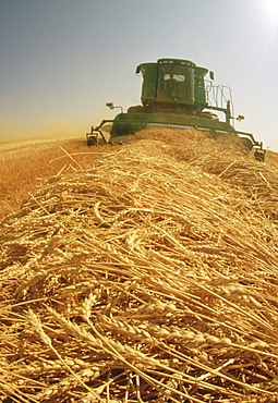 Spring Wheat Harvest near Dugald, Manitoba