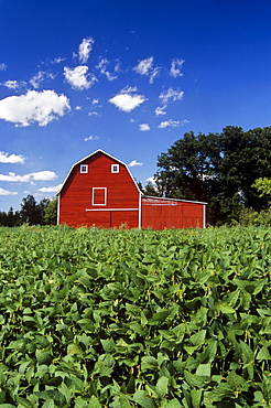 Soybean Field and Red Barn near Anola, Manitoba