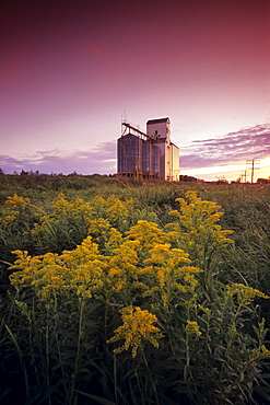 Goldenrod in Field next to Grain Elevator, Dugald, Manitoba