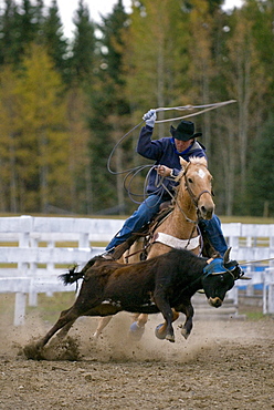 Man Roping a Steer on Horseback, Cariboo Region, BC