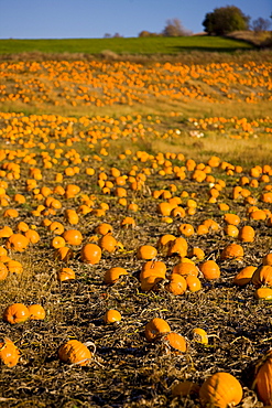 Pumpkin field, Bradford, Ontario