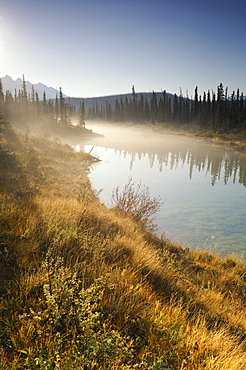 Sunrise along banks of stream, Jasper National Park, Alberta