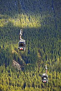 Sulphur Mountain gondola over pine forest, Banff National Park, Alberta