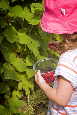 Girl picking raspberries, Lincoln Gardens, Lumsden, Saskatchewan