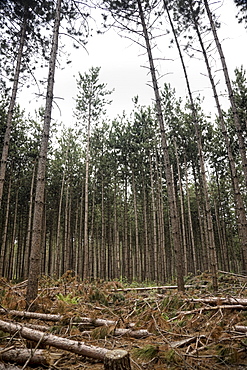 Pine Tree Forest in Muskoka, Ontario