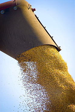 Wheat being combined, Lumsden, Saskatchewan