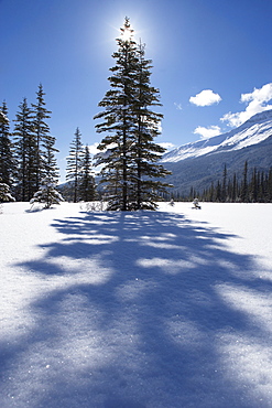 Rampart Flats in Winter, Banff National Park, Alberta