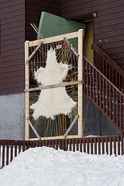 Polar Bear skin being stretched and dried for clothing, Iqaluit, Nunavut