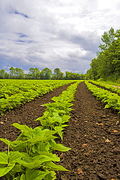 Soybean field, Nobleton, Ontario