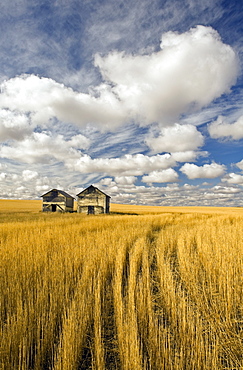 Field showing remains of wheat straw after summer hail damage and sky with clouds, near Ponteix, Saskatchewan