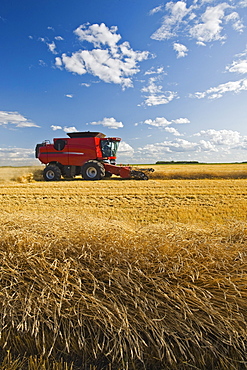 Combine harvester works a field of swathed spring wheat, near Dugald, Manitoba