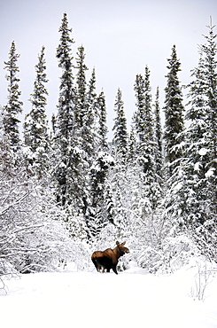 Moose in deep snow, near Teslin, Yukon