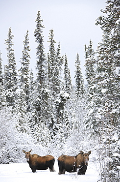 Two moose in deep snow, near Teslin, Yukon