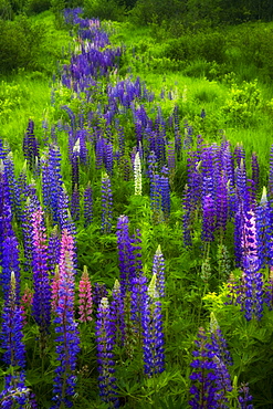 Garden-lupines, Stillwater, Nova Scotia