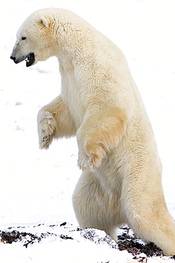 Polar bear, Churchill, Manitoba