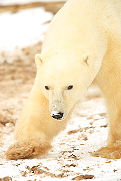 Polar bear, Churchill, Manitoba