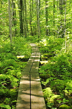 Chikanishing Trail, Killarney Provincial Park, Ontario