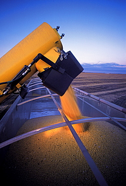 Farm Truck being loaded with Soybeans during the Harvest, near Lorette, Manitoba