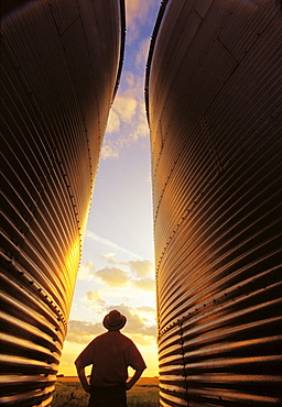 Farmer Standing between Grain Silos looking out over Barley Field near Dugald, Manitoba