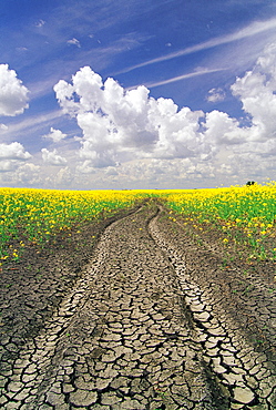 Dried up Machinery Tracks through Canola Field, near Winnipeg, Manitoba