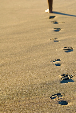 Footprints in Sand along Lake Superior Beach, Wawa Ontario