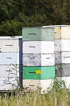 Honey beehives in multi-colored wooden boxes, Pembina Valley, Manitoba, Canada