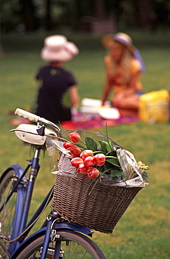 Flowers in Bicycle Basket