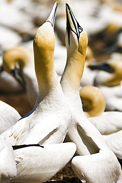 Gannets, Parc national de l'Ile-Bonaventure-et-du Rocher-Perce, Gaspesie, Quebec