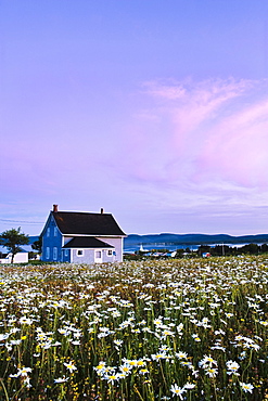 Oxeye daisy field, house and village of Barachois at dusk, Gaspesie, Quebec