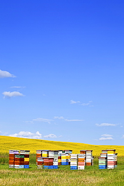 Honey bee hives and canola field, Pembina Valley, Manitoba