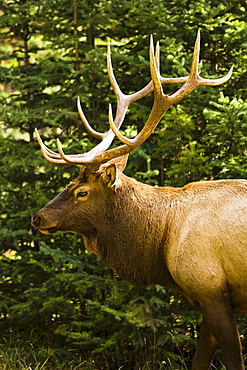 Wapiti, Jasper National Park, Alberta