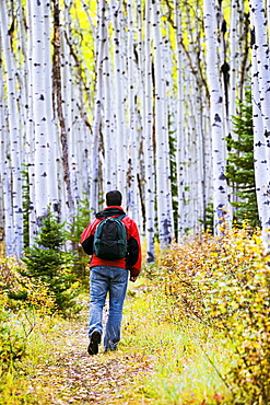 Hiker in Aspen forest in autumn, Jasper National Park, Alberta