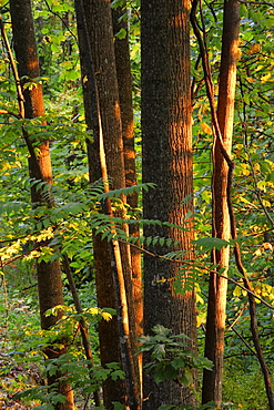 Artist's Choice: Hardwood forest at Roanoke mountain, Blue Ridge Parkway National Park, Virginia