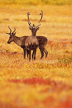 Adult caribou in the fall colours of the Dempster highway, Yukon