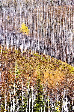 Birch trees in fall along the Klondike Highway, Yukon