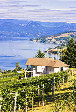 Vineyard and Okanagan lake, Okanagan Centre, British Columbia