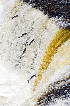 Atlantic Salmon adults leap up Falls while Migrating upstream to Spawning Grounds, Humber River, Newfoundland