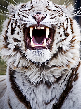 White Bengal Tiger at Forestry Farm, Saskatoon, Saskatchewan